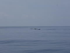 resize00311