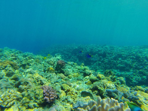 GOPR0020
