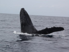 美ら海でホエールウォッチング♪